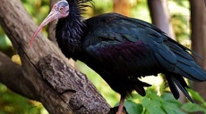 Waldrapp-Wilderei: GPS-Sender mit künstlicher Intelligenz