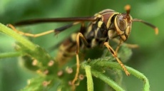 Wasps - Set the table with grapes!