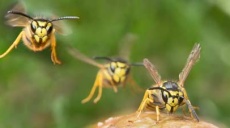 Wespe im Anflug: Bloß nicht pusten