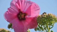 Nutzung der Honigbienen im Altertum