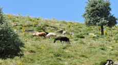 Wildpferde auf dem Karadag in der Provinz Karaman