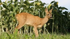 Great voluntary commitment to young game rescue