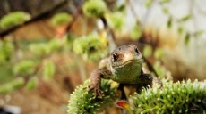 The sand lizard uses the first rays of the sun