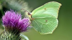 Brimstone butterflies usher in spring