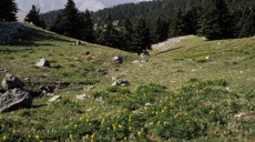 Kyllenian Adonis, found the first time after 150 years