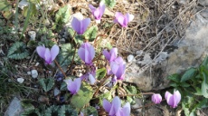 Wild alpine violet - this plant has lot of secrets