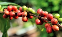 Arabica-Kaffee - Volkswirtschaftlich von großer Relevanz