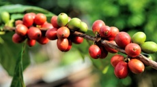 Arabica coffee - Economically of great relevance