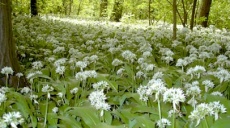 Der Bärlauch – Wildgemüse und Arzneipflanze