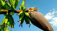 Banana cultivation on the Turkish Riviera next to Gazipasa