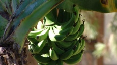 Bananenanbau an der türkischen Riviera