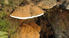 Tinder sponge - tree fungus in the castle´spark of Falkenstein