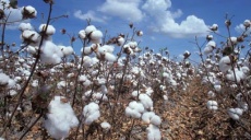 Cotton field at Manavgat at full flower