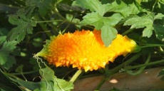 Bittermelone – gesundes Gemüse und Heilpflanze!