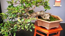 Nikolaikirche Rostock – Rostocker Bosai-Tage 2024