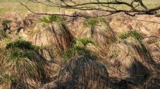 Rigid sedge - this swamp plant contributes to silting up
