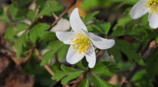 Wood anemone - white flowers in the green carpet