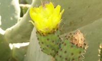 The prickly pear - once a Native American crop