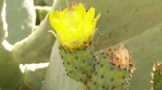 The prickly pear - once a Native American crop