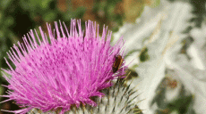 Thistles - not just wild plants - a feast for the eyes in the garden