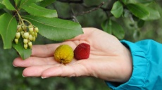 Erdbeerbaum - Blüte und Frucht zu gleicher Zeit