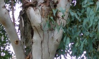 The eucalyptus tree is also spreading in the Mediterranean