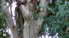 Der Eukalyptusbaum breitet sich im Mittelmeergebiet aus