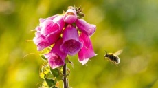 Roter Fingerhut am Wanderpfad Eselspfad bei Billroda