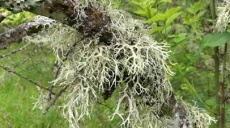 Oak moss and moose weed - strange plants on trees of Jablanica