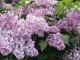 Lilac - not just gorgeous flowers and scents?