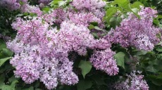 Fliederblüte - nicht allein prachtvolle Blüten und Düfte?