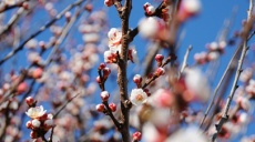 Almond trees - first flowers show up in the sunshine