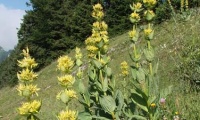 Blooming yellow gentian on the slopes of Walmendinger Horn