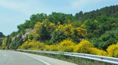 Ginsterbüsche entlang der Via Egnatia
