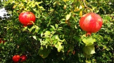 Not just beautiful to look at - pomegranates in the garden