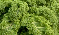 Kale and pinkel - just a winter dish in the north?