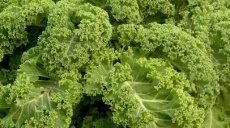 Kale and pinkel - just a winter dish in the north?