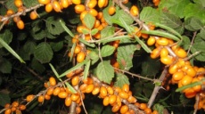 Hippophae Rhamnoides, Sanddorn, Wilder Eleagnus, See Sanddorn