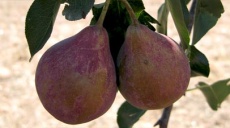 Historischer Rückblick auf das Frucht-Erbe der Türkei