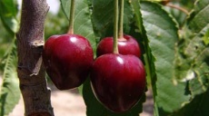 Ohne Bienen keine Kirschen - Wildtierstiftung