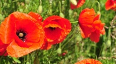 Klatschmohn – fast ausgelöscht und doch zurück an Feldrändern!