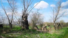 Unterwegs an der Unstrut – Kopfweiden am Wegrand