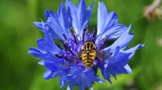 Kornblumen – Farbe in das triste Grau dieser Dezembertage