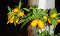 Kumkuat - küçük portakal - harika tat