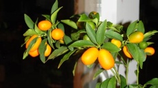 Kumquat - kleine Orange - großer und gesunder Geschmack