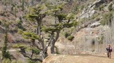 Traditional and bizarre - the Lebanon Cedar