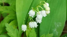 Lily of the valley - can something so beautiful be poisonous?