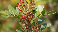 Mastic pistachio - a tree that can also help to decide politics!