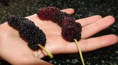 Maulbeeren oder Karadut aus Alanya