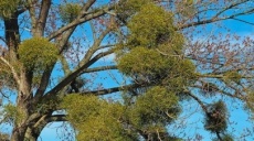 Mistletoe - Sandalwood plants and their mythological background